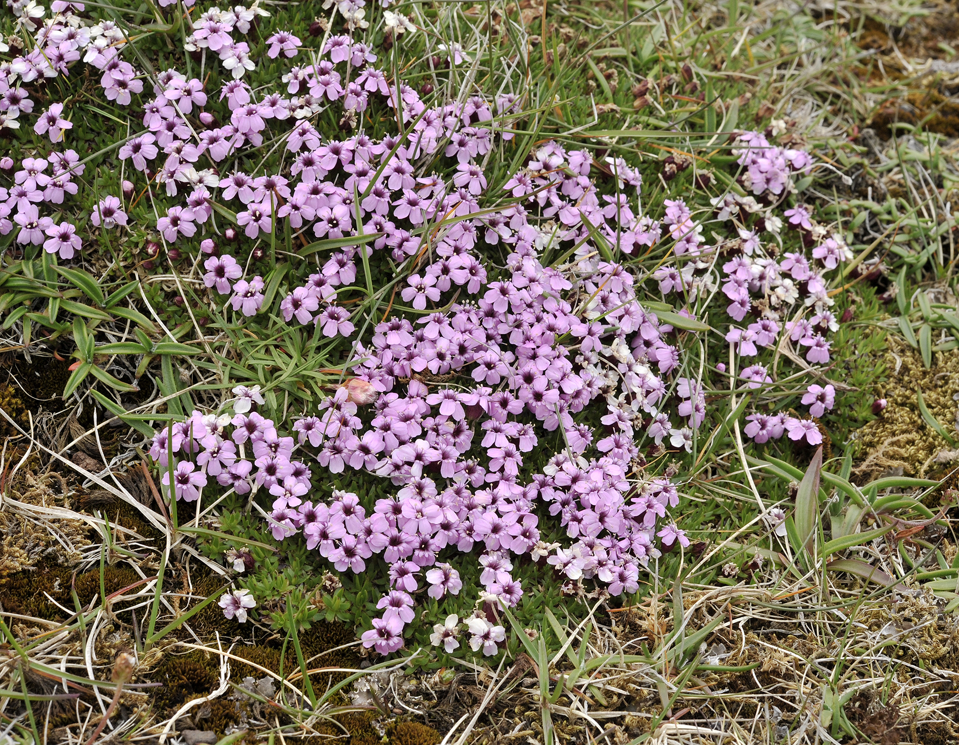 Silene acaulis.2.jpg