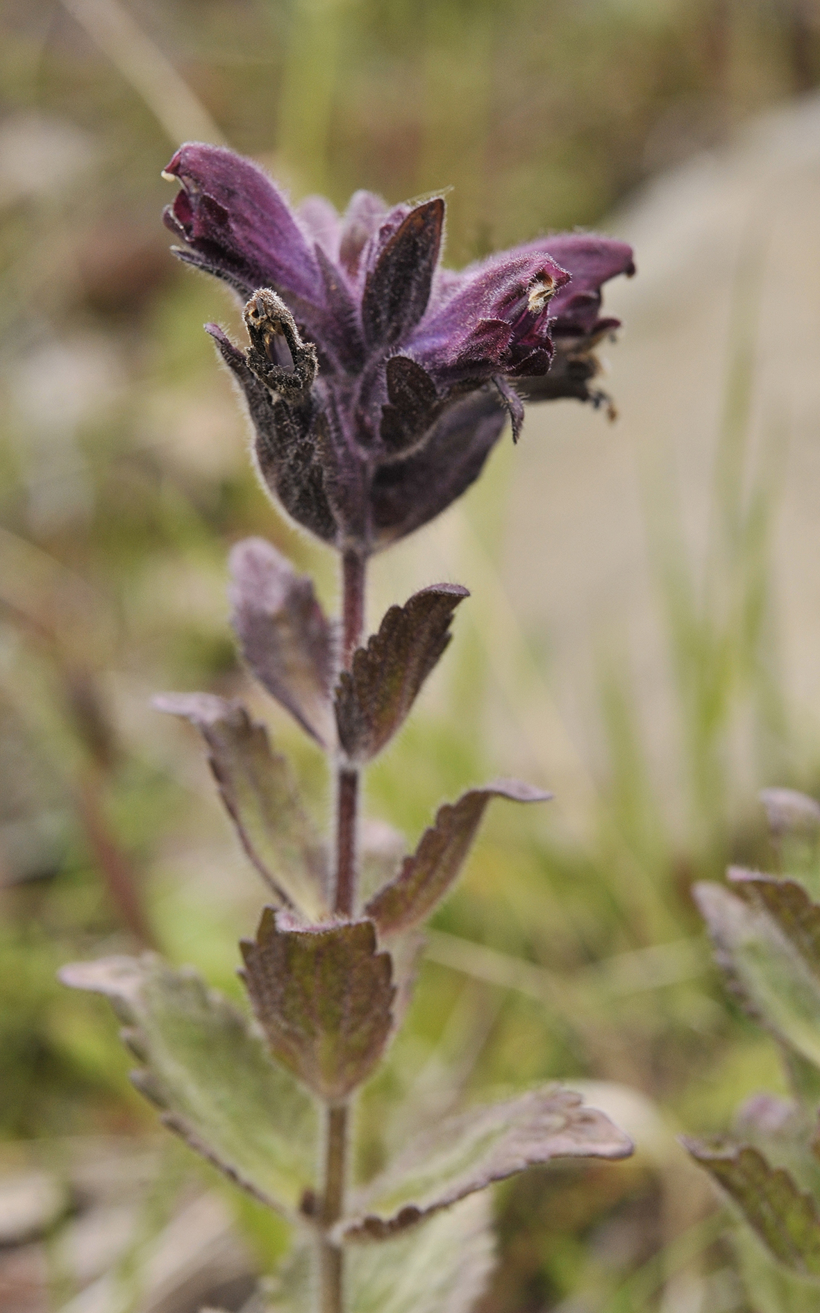 Bartsia alpina. Close-up.jpg