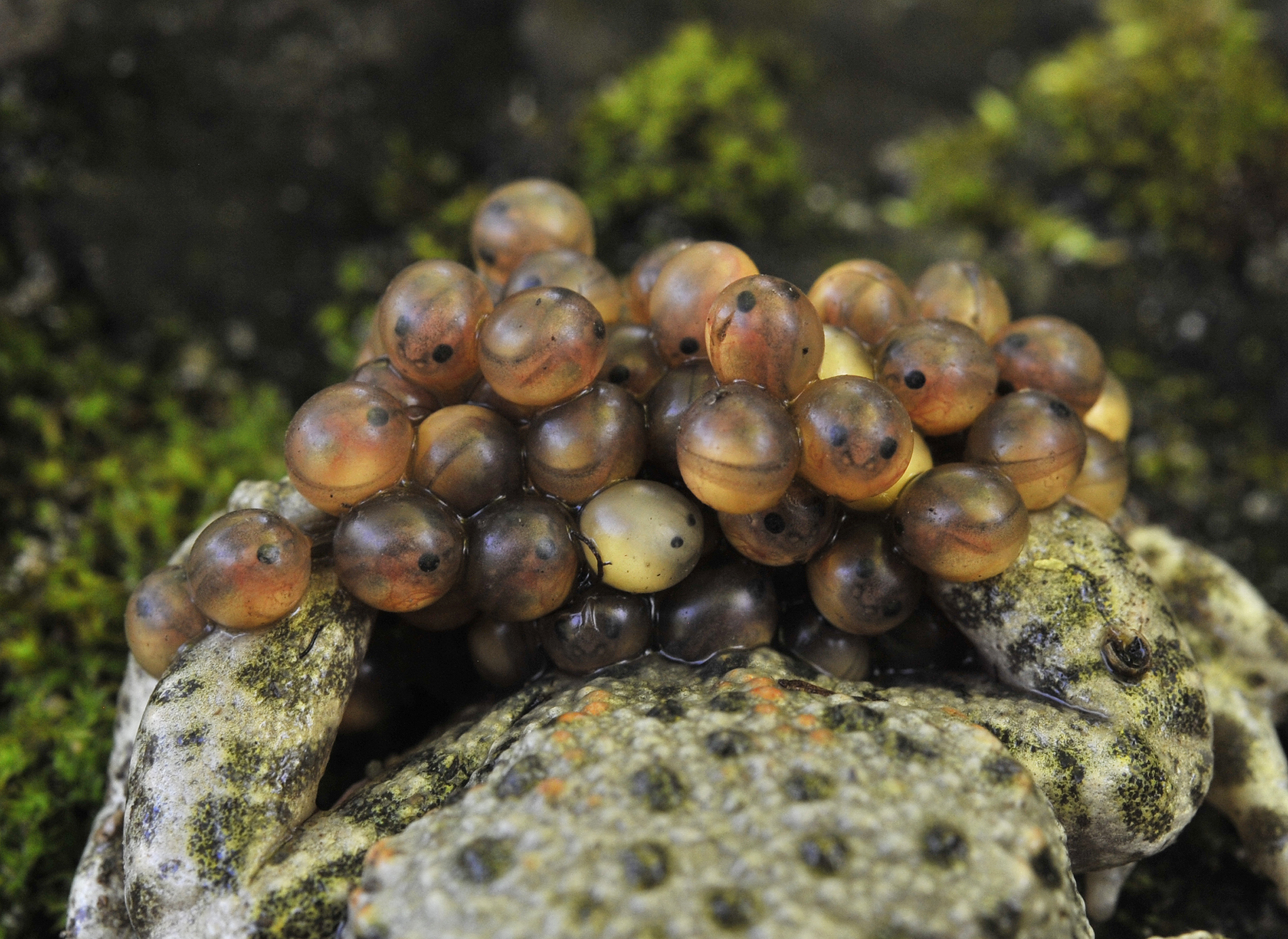 Alytes obstetricans. Eggs.jpg