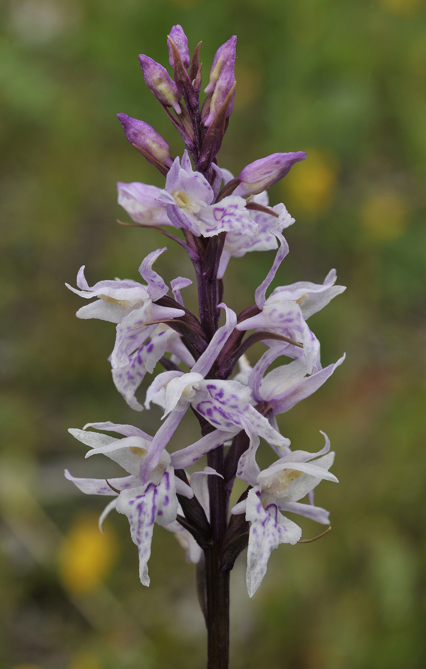 Dactylorhiza fuchsii mutant. Close-up.jpg