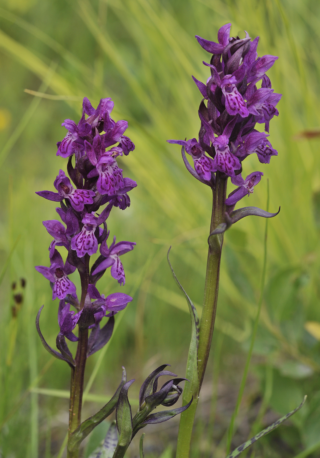 Dactylorhiza lapponica. Closer.4.jpg