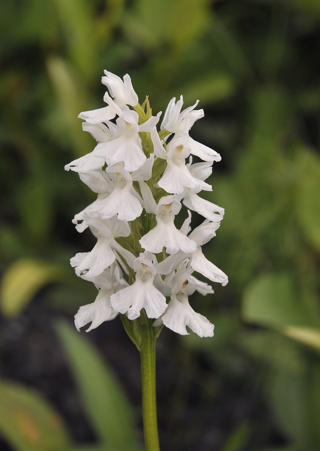 Dactylorhiza fuchsii white. Close-up.jpg