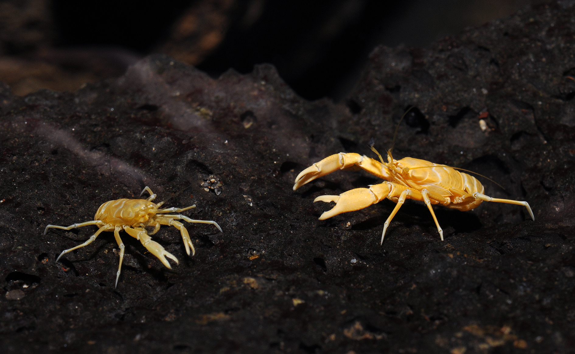 Munidopsis polymorpha.jpg