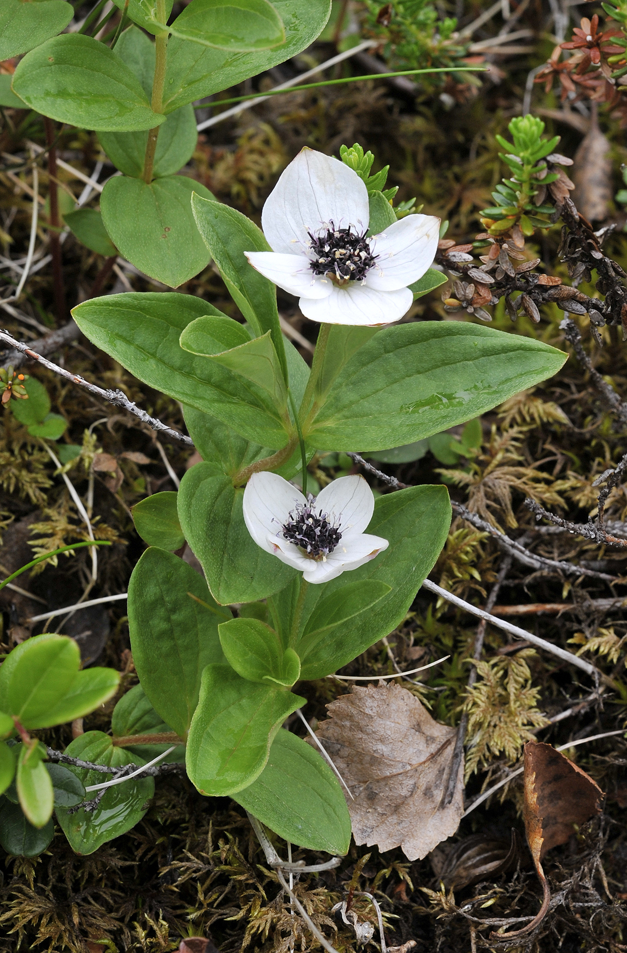 Cornus suecica.jpg
