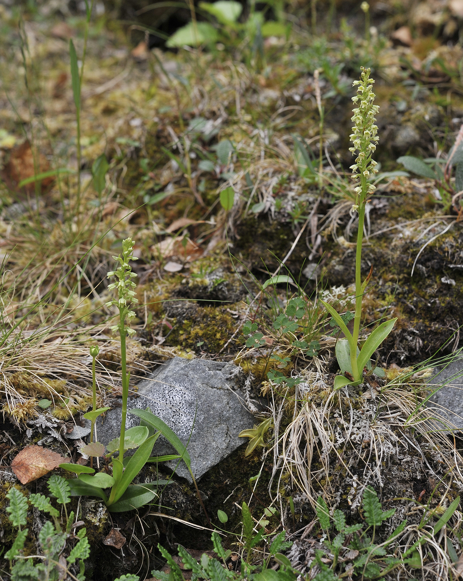 Pseudorchis albida subsp. straminea.jpg
