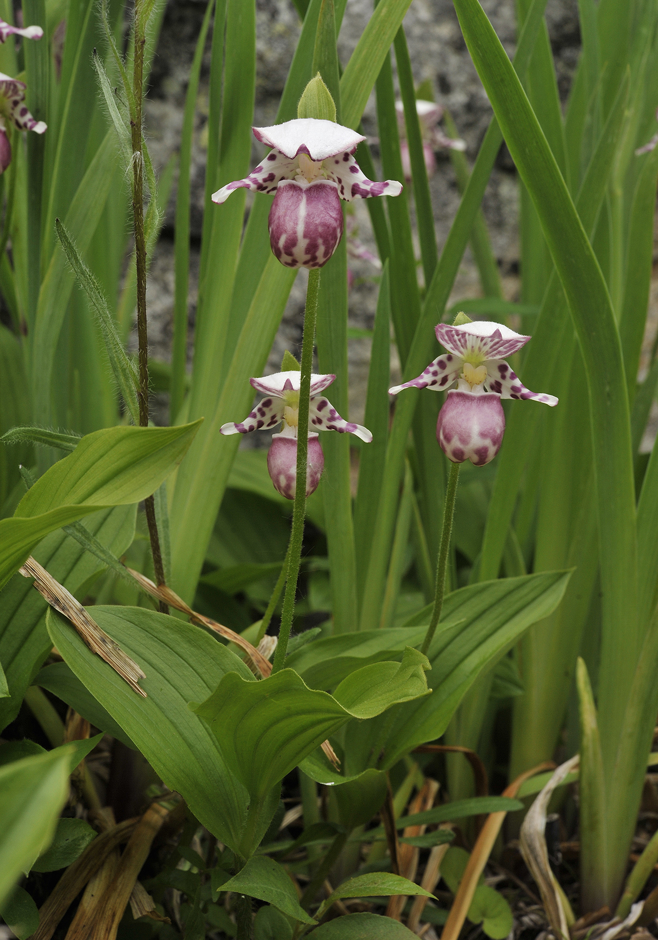 Cypripedium guttatum.jpg