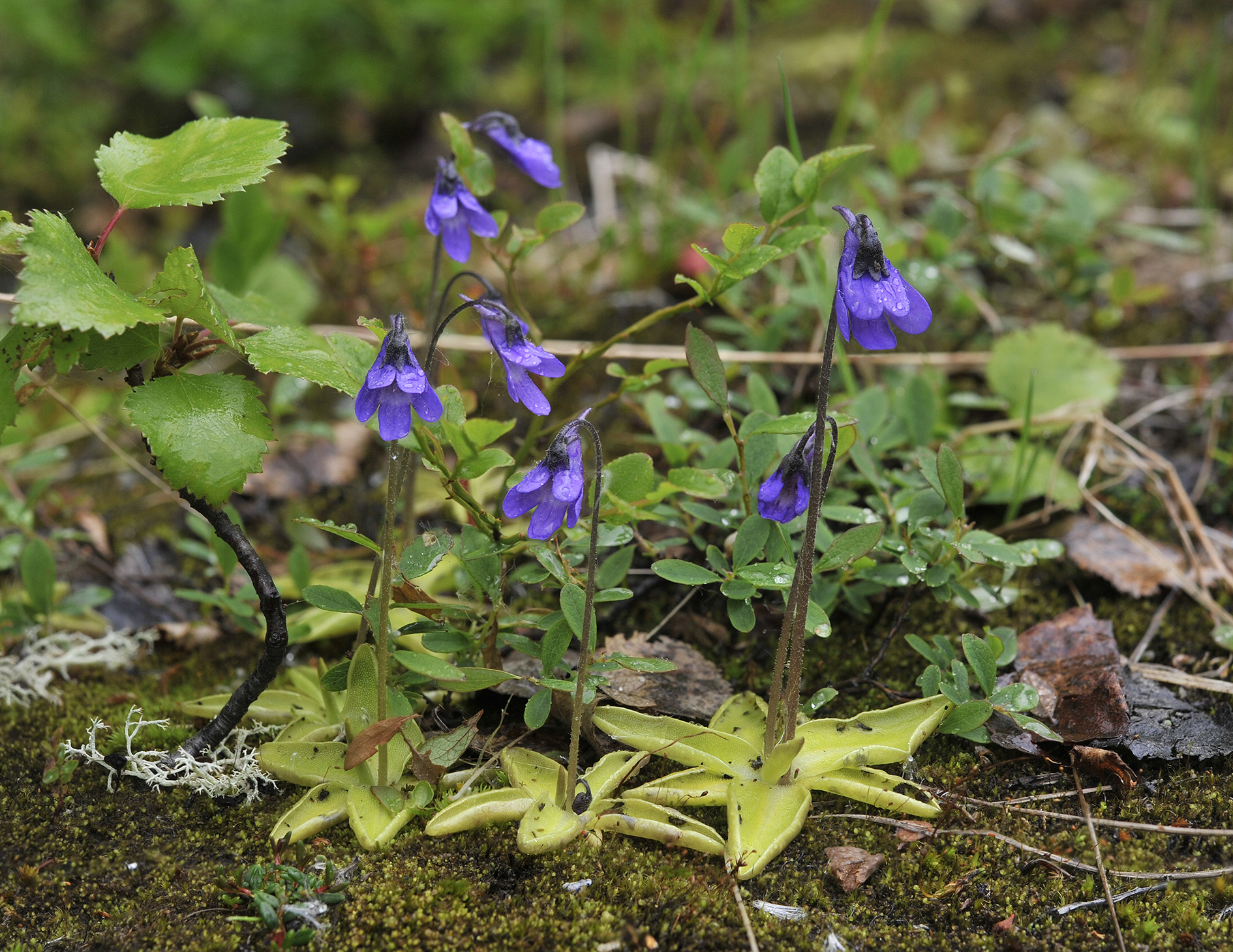 Pinguicula vulgaris.jpg