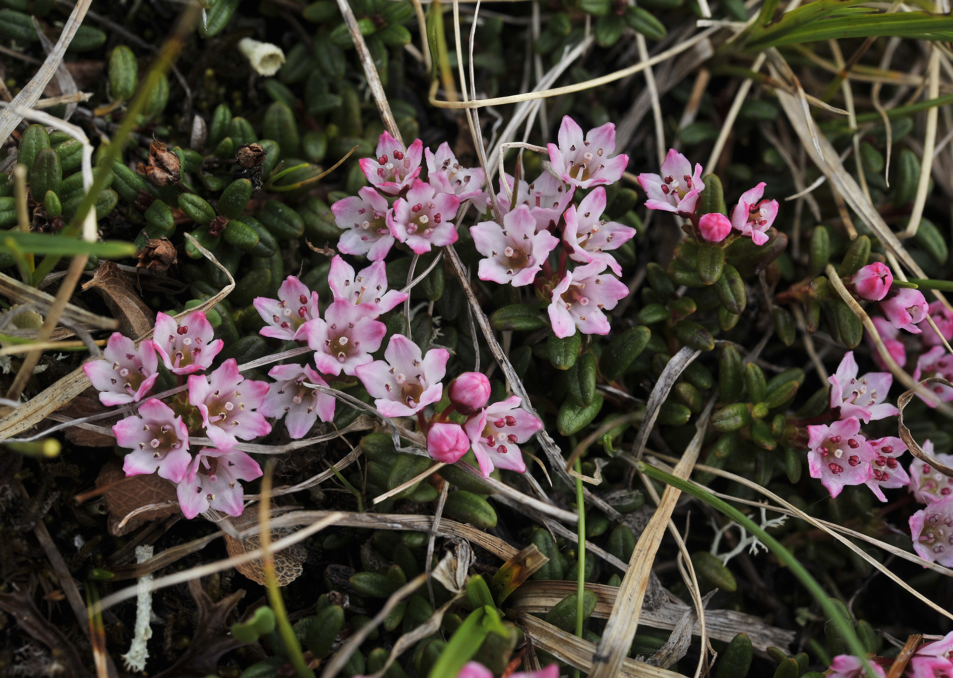 Kalmia procumbens. Closer.jpg