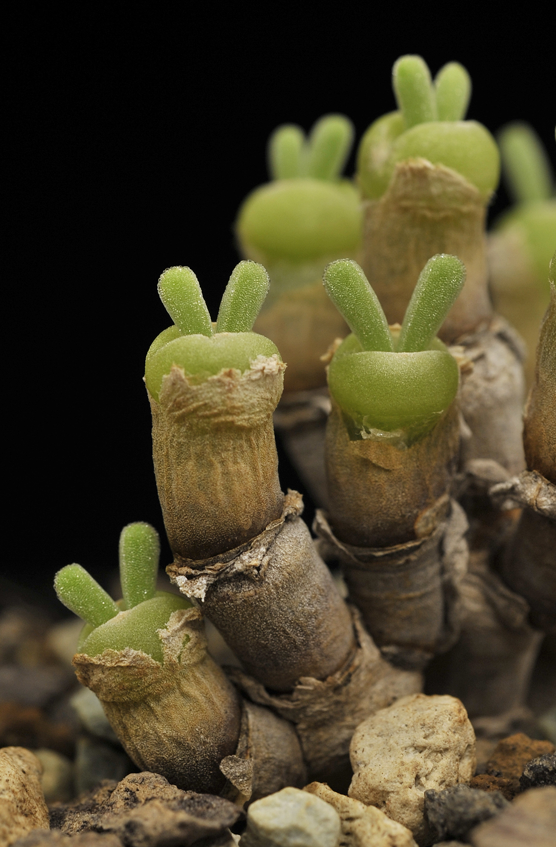 Monilaria moniliformis.1.Closer.Closer.jpg