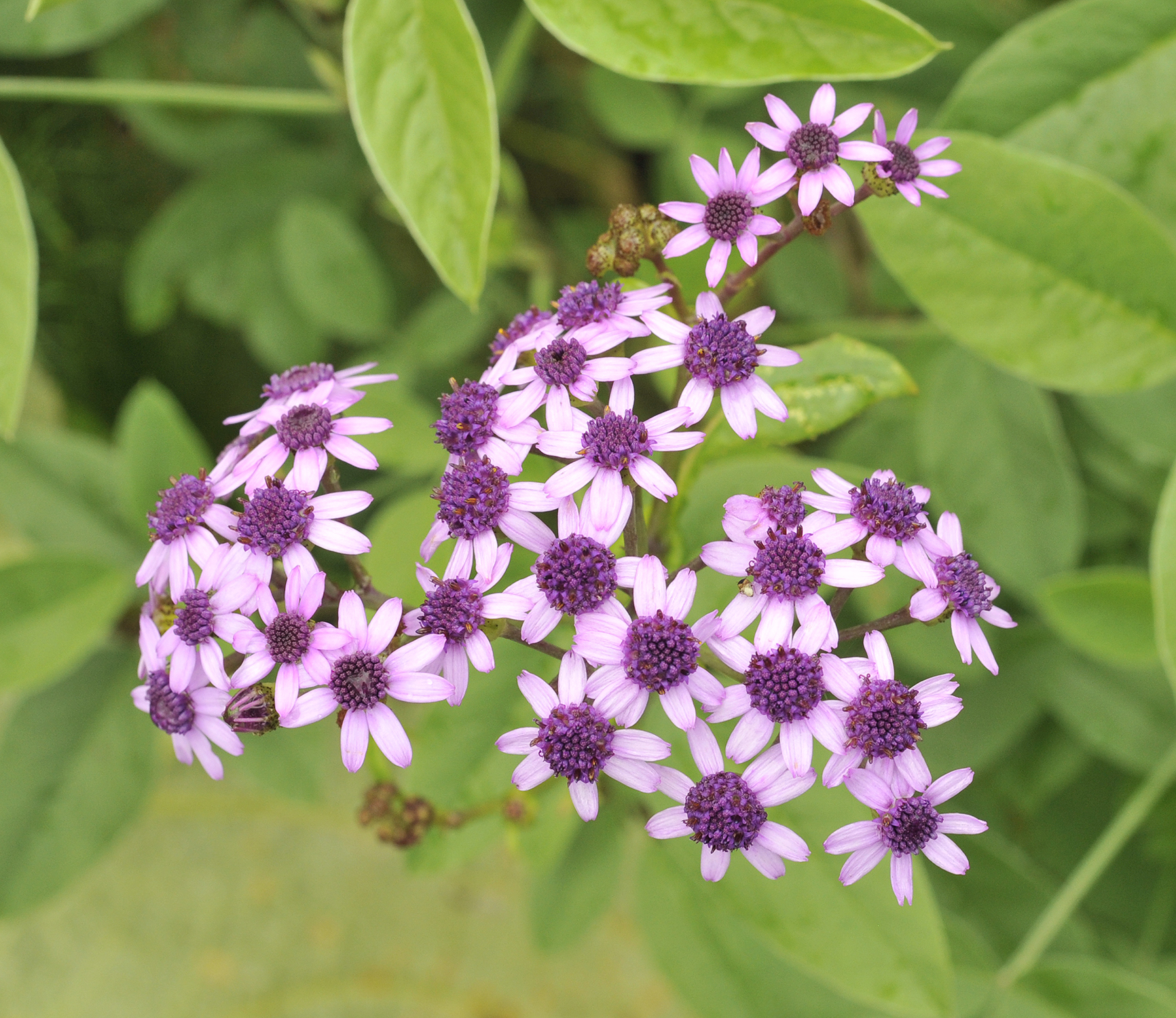 Pericallis papyraceus. Closer.jpg