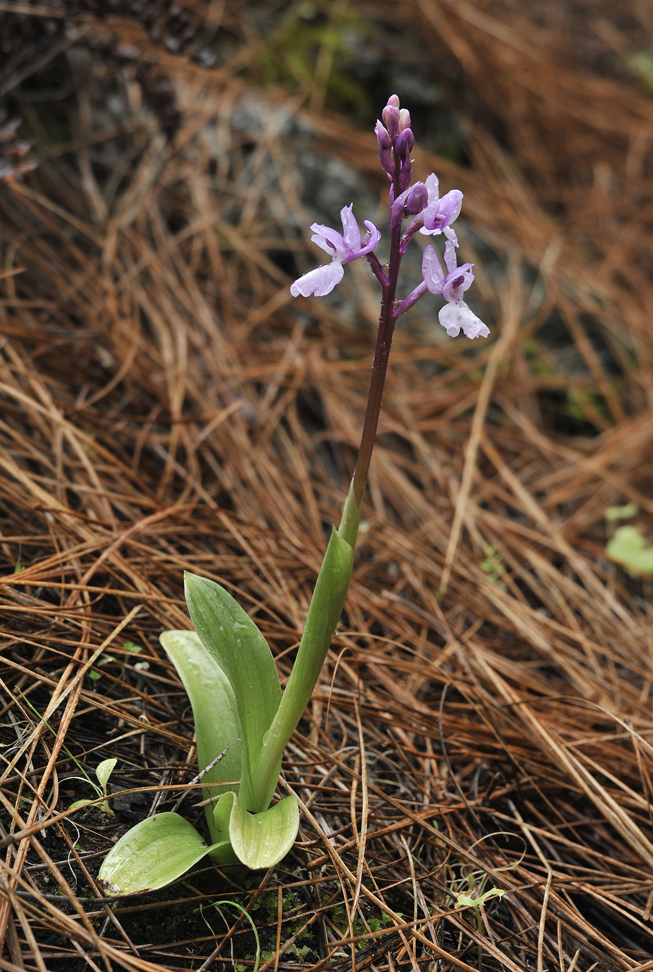 Orchis mascula subsp. lapalmensis.4.jpg