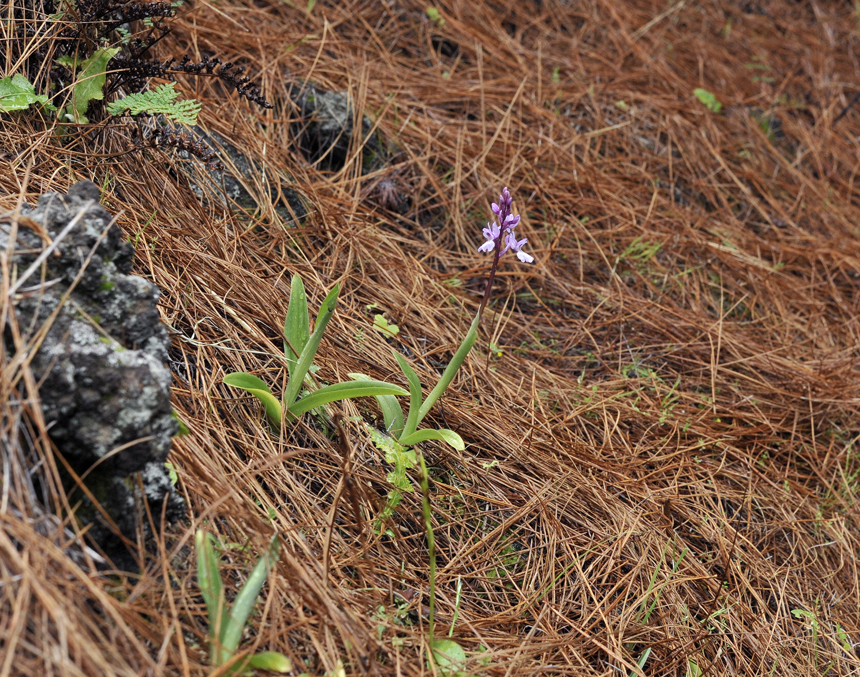 Orchis mascula subsp. lapalmensis.5.jpg