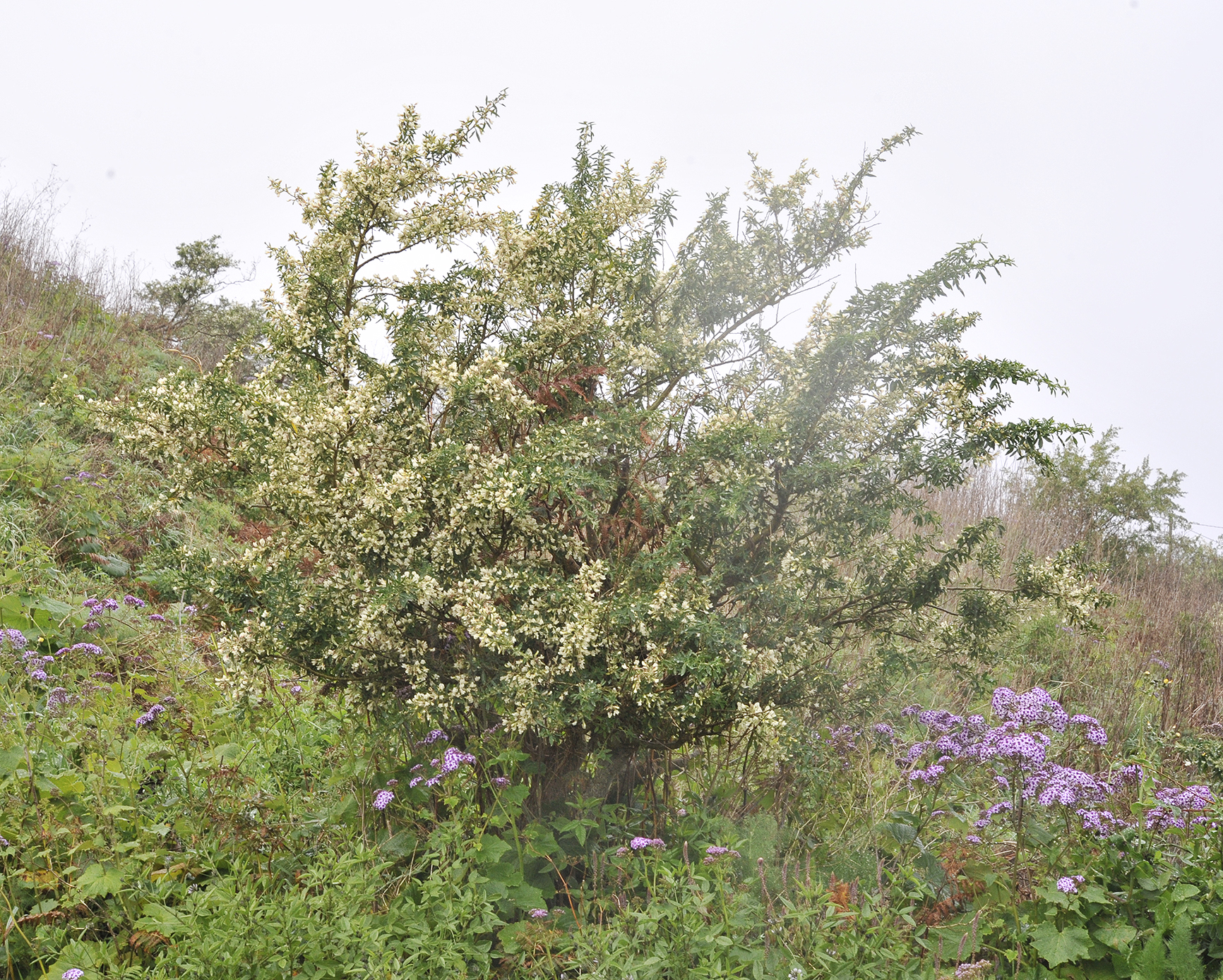 Chamaecytisus proliferus.jpg