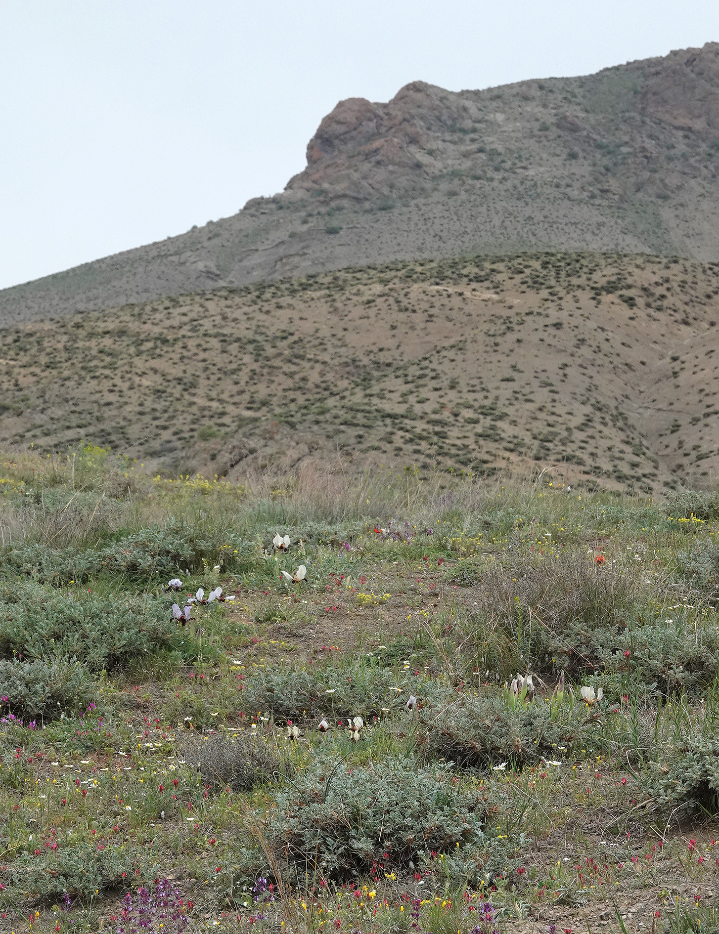 Iris paradoxa f. choschab. In habitat.4.jpg