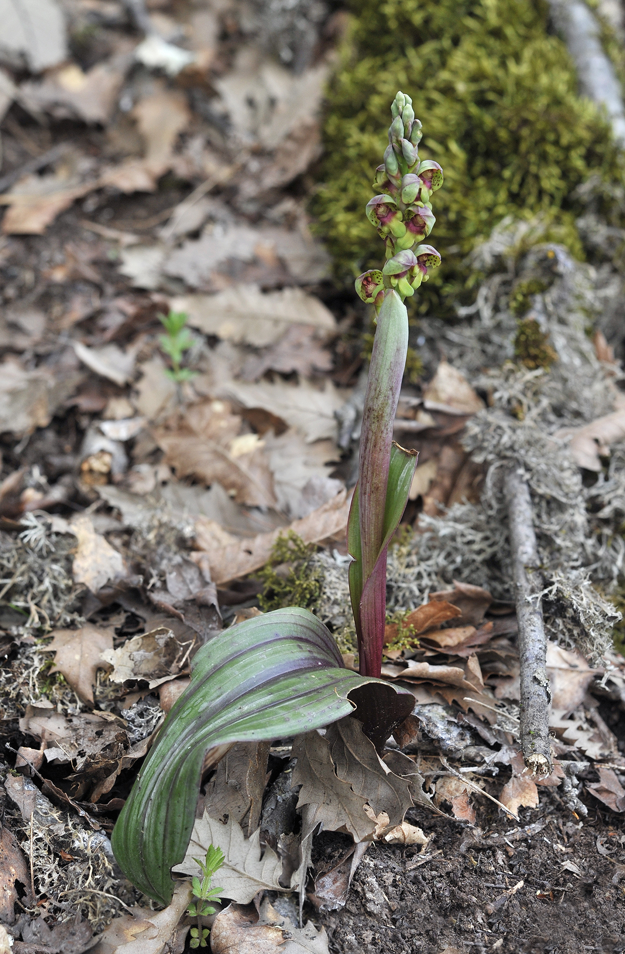 Steveniella satyrioides var. iranica.4.jpg