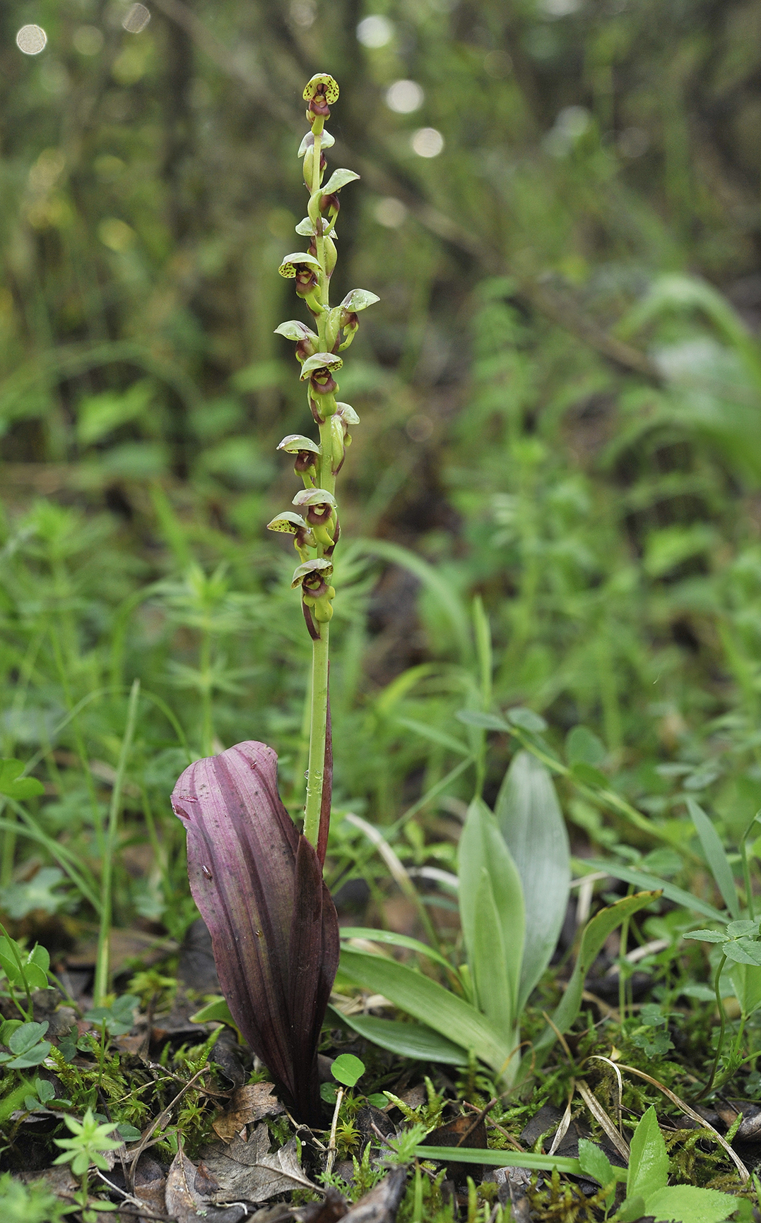 Steveniella satyrioides var. iranica.6.jpg