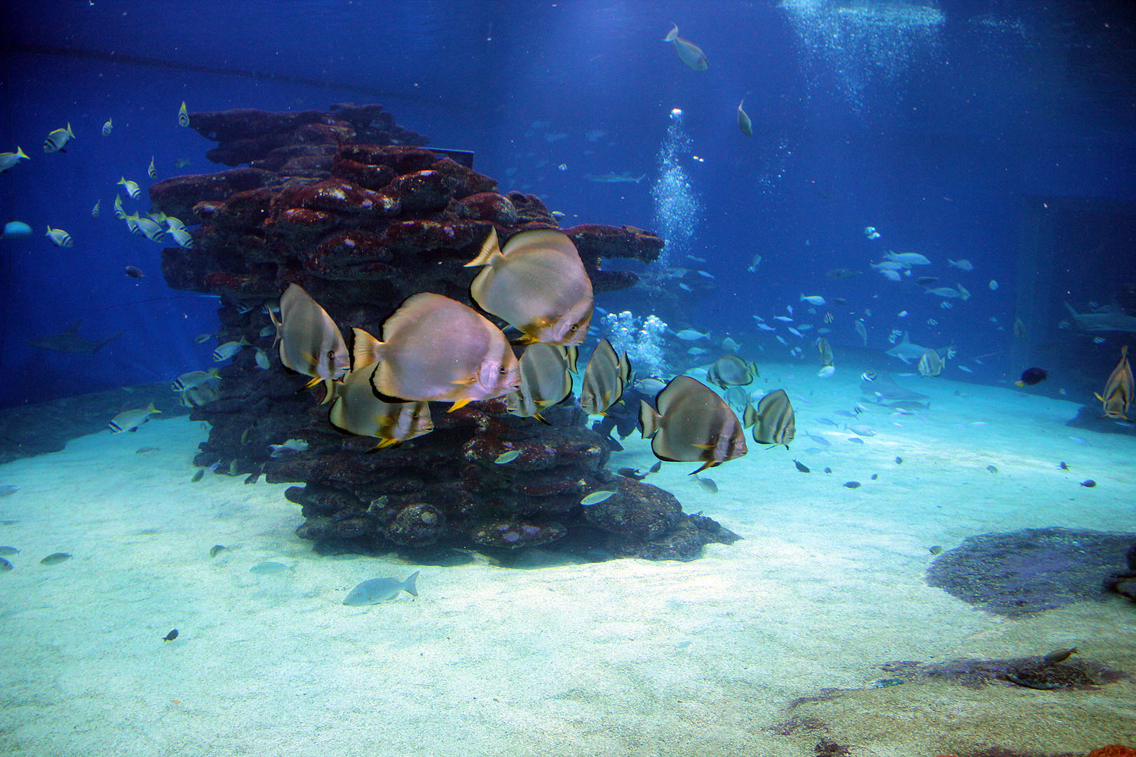 Eilat_25-2-2019 (265).JPG