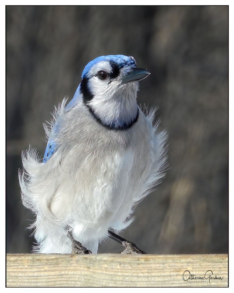 Blue Jay