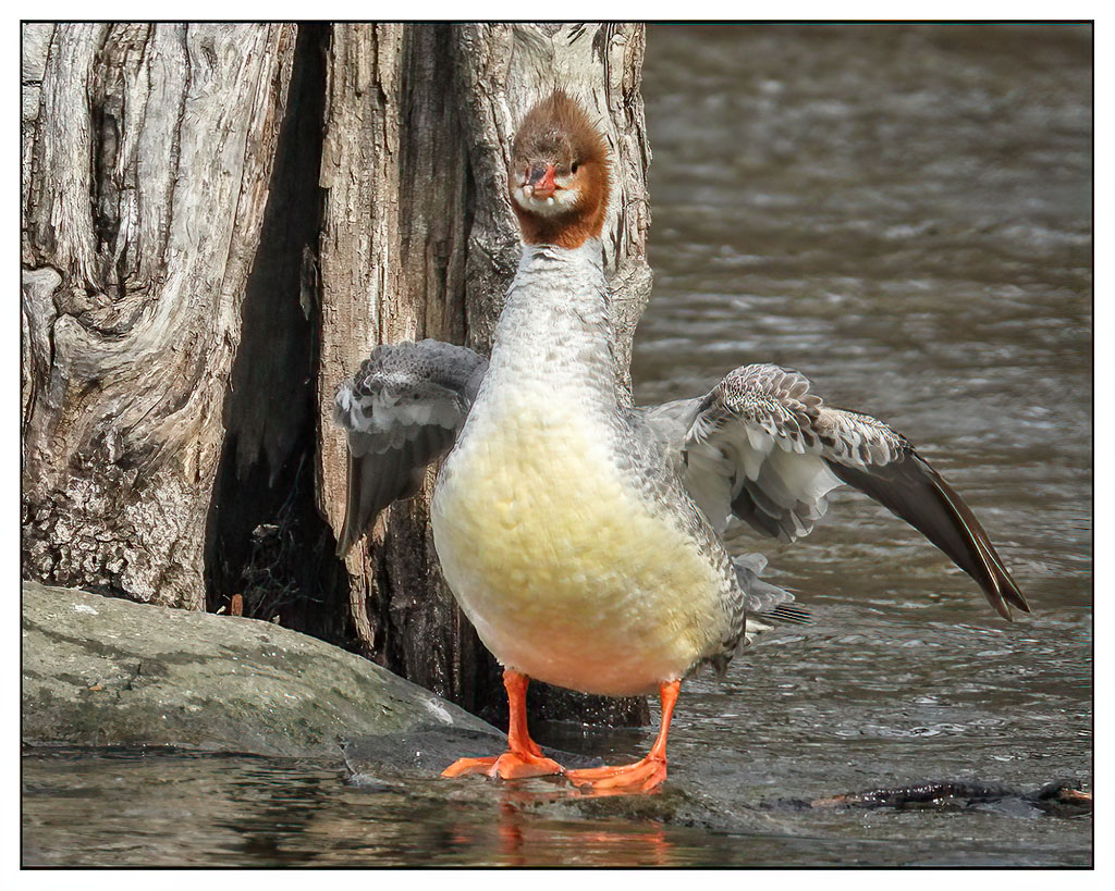 Hooded Merganser (F)