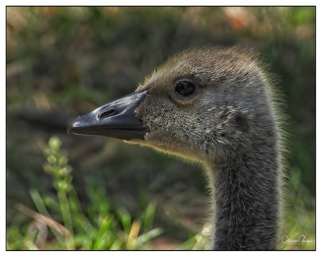 Gosling