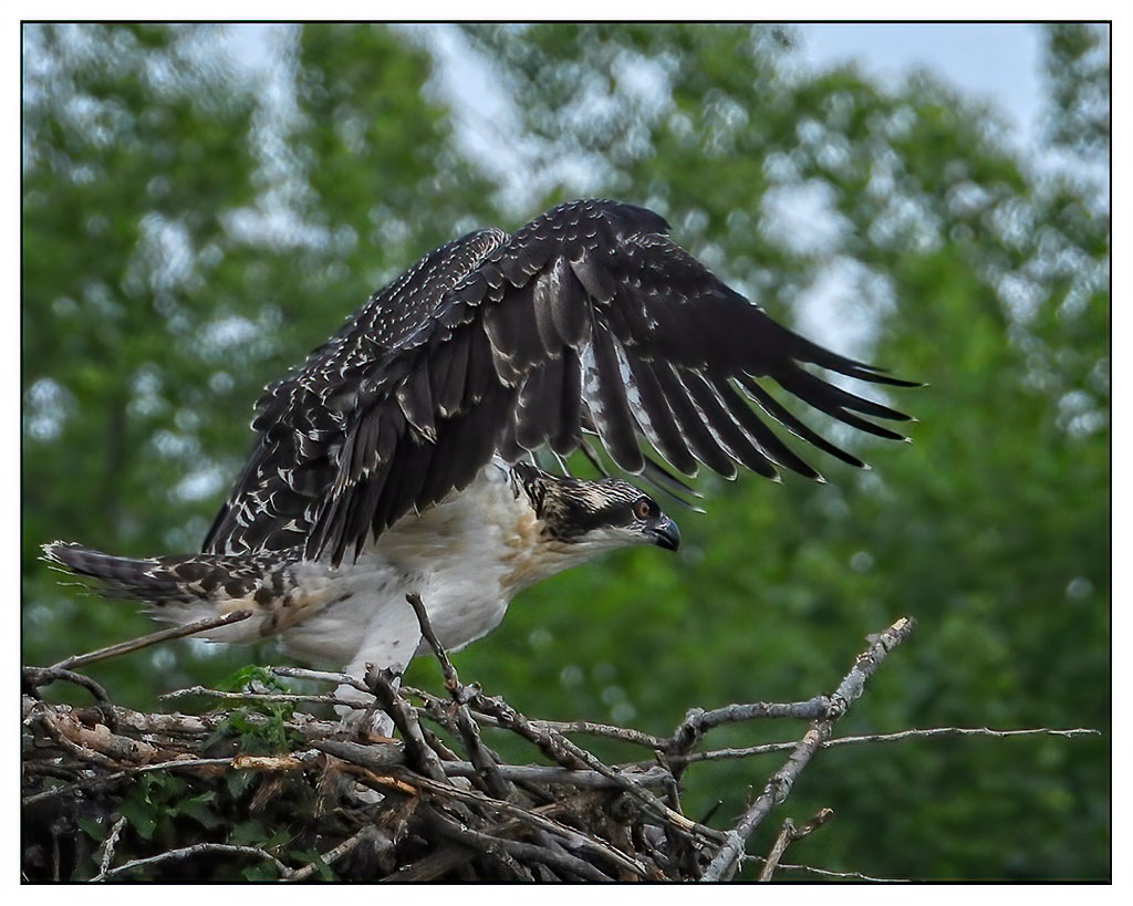 Osprey (Juv)