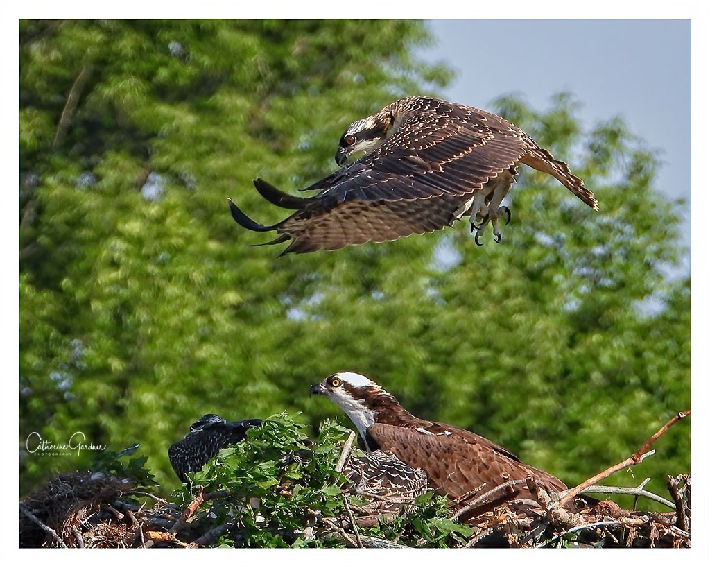 Osprey Chick - Look Out Below