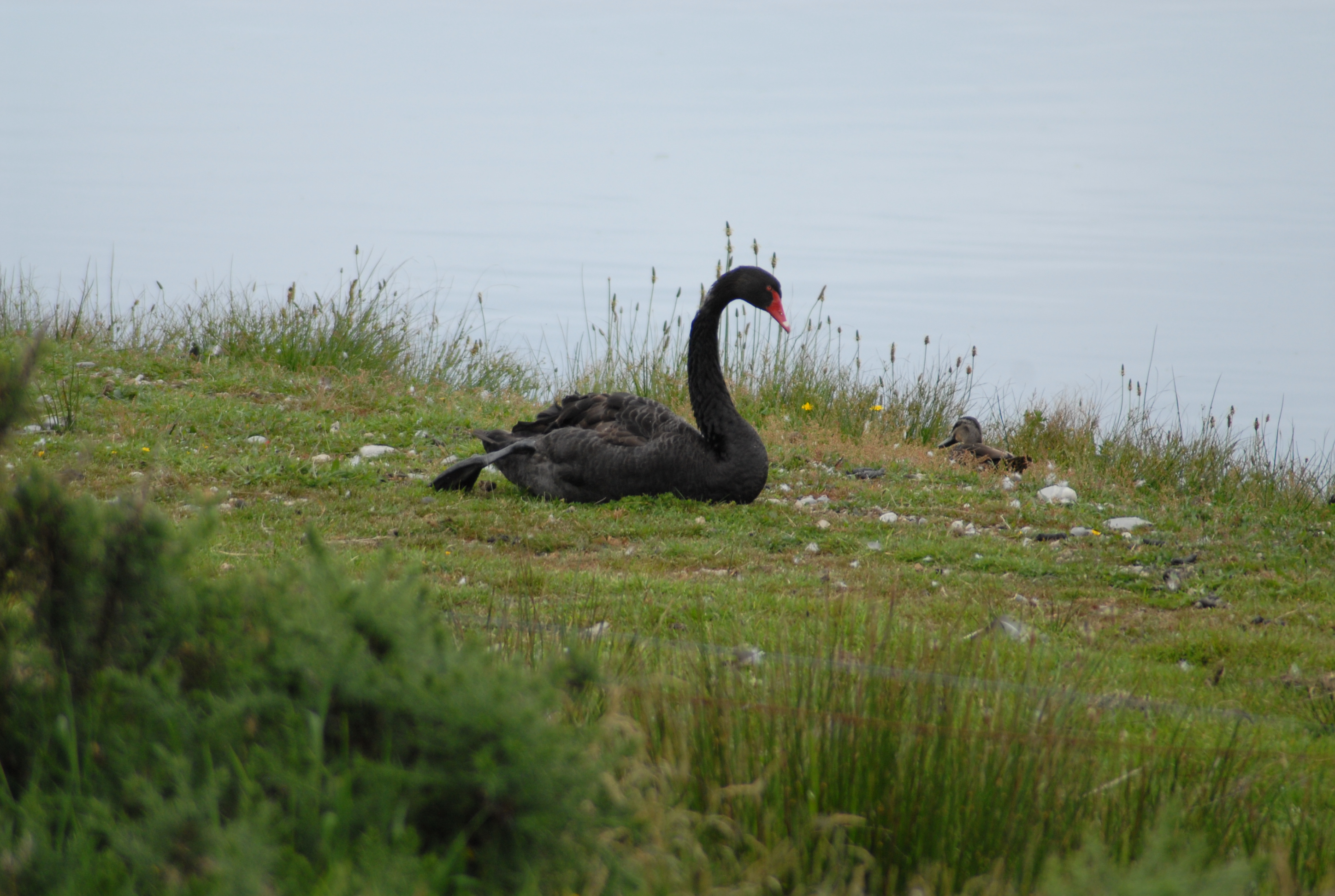 Black Swan and cygnet
