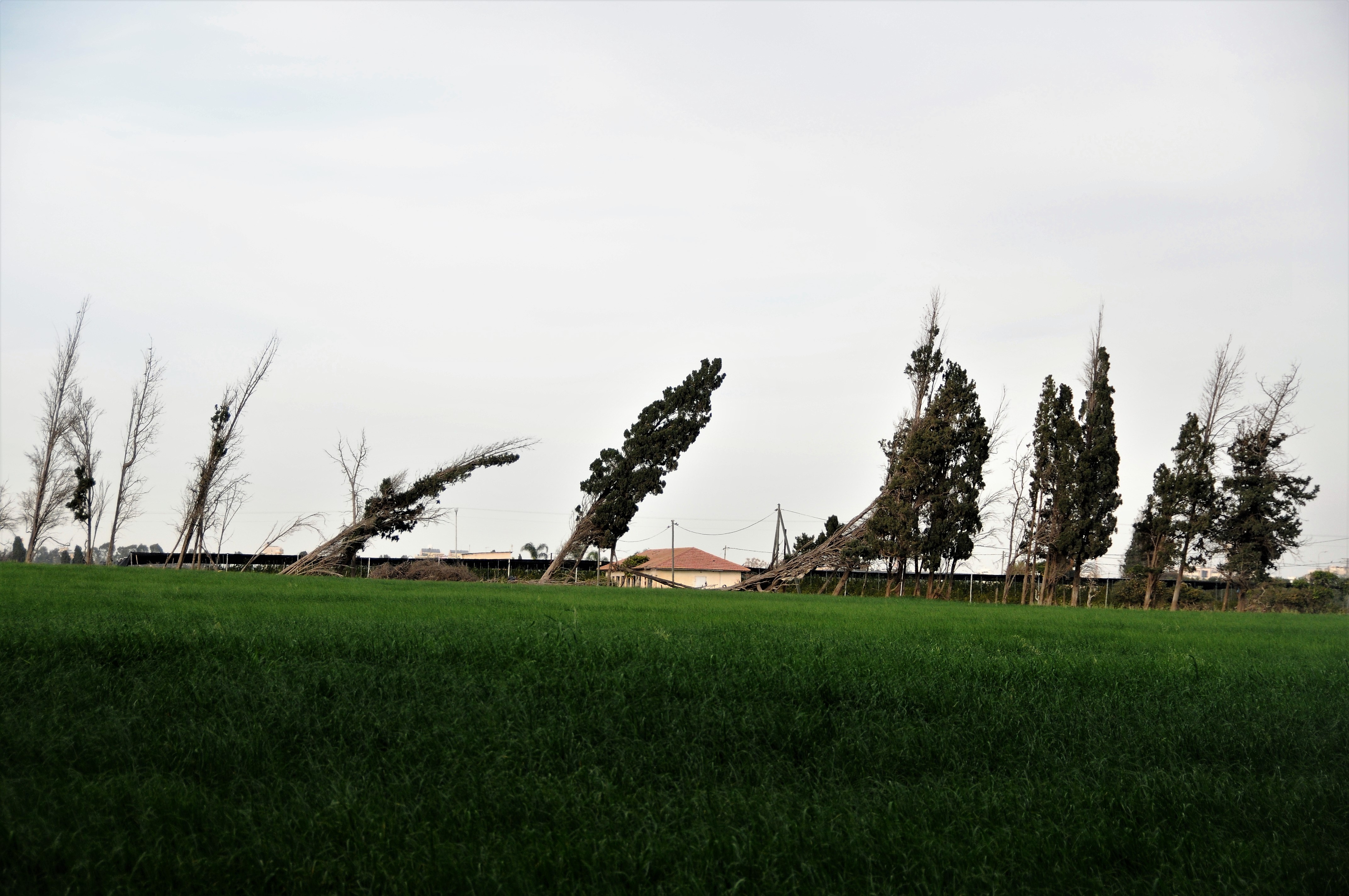 Once there was a tree.jpg