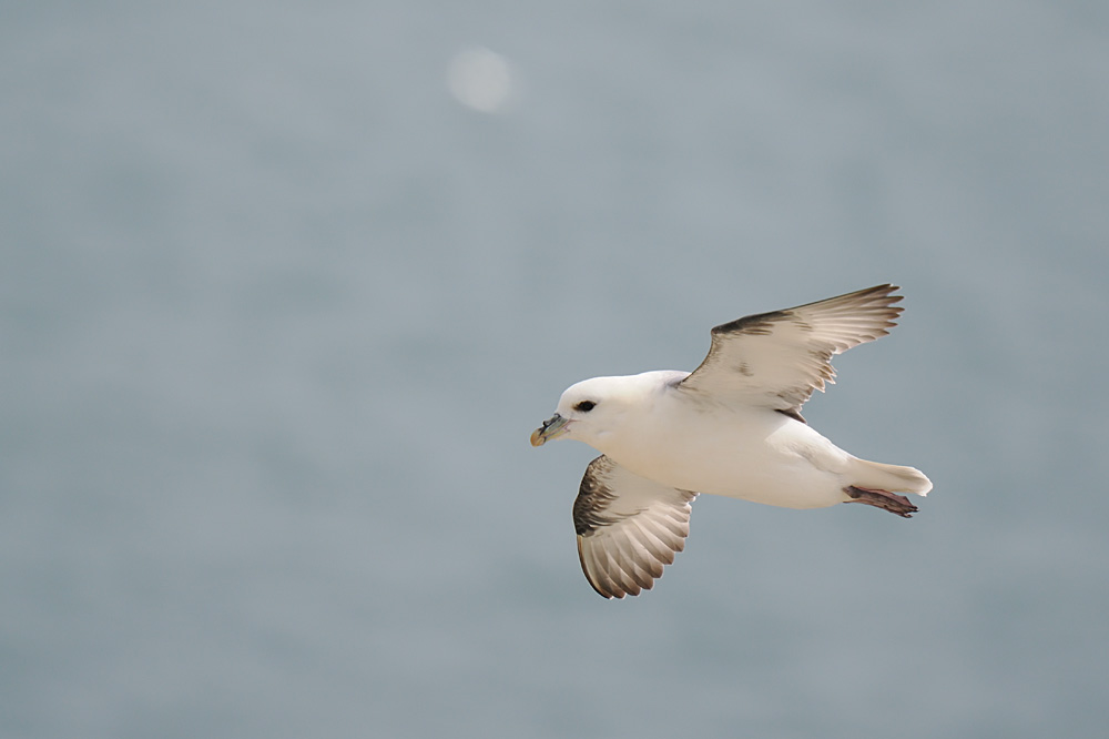 Fulmar