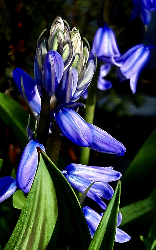 bluebells on my balcony