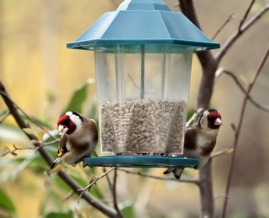 Goldfinches