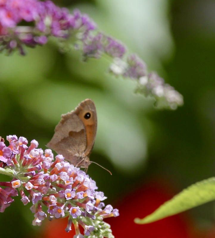 grosses Ochsenauge / meadow brown