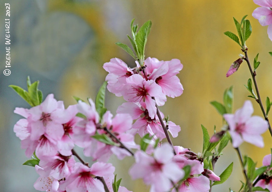 my little almond tree