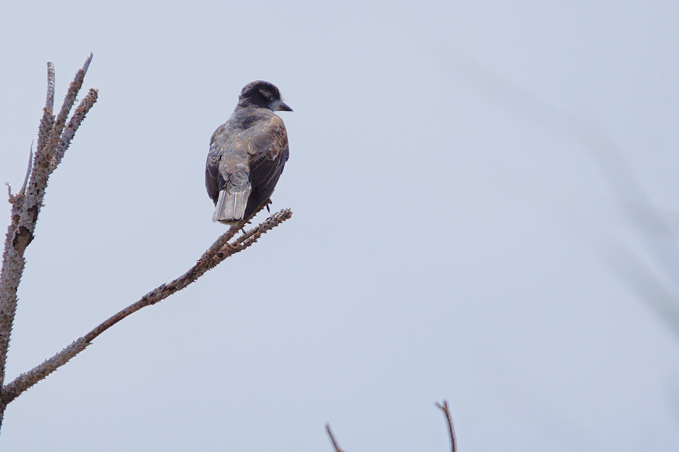 Eastern kingbird