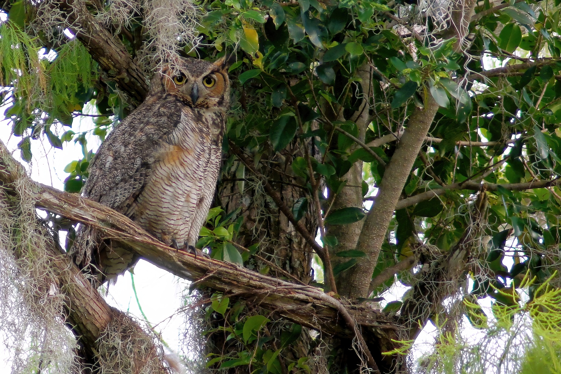 Great horned owl