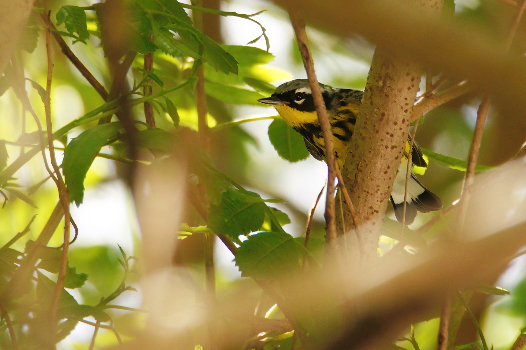 Magnolia warbler
