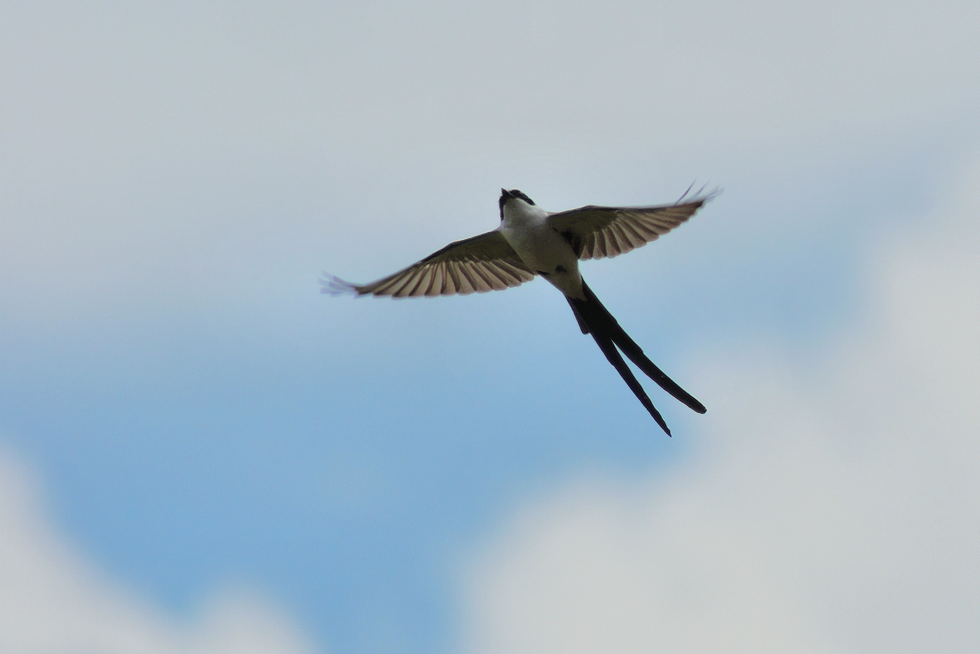 Fork-tailed flycatcher