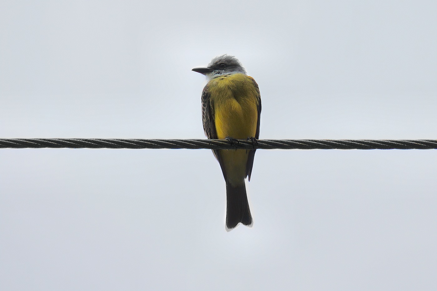 Tropical kingbird