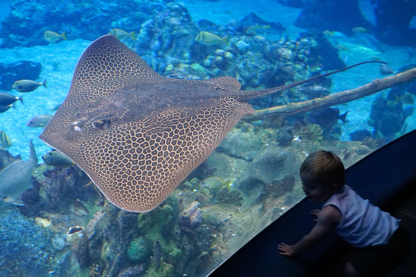 ripple leopard ray
