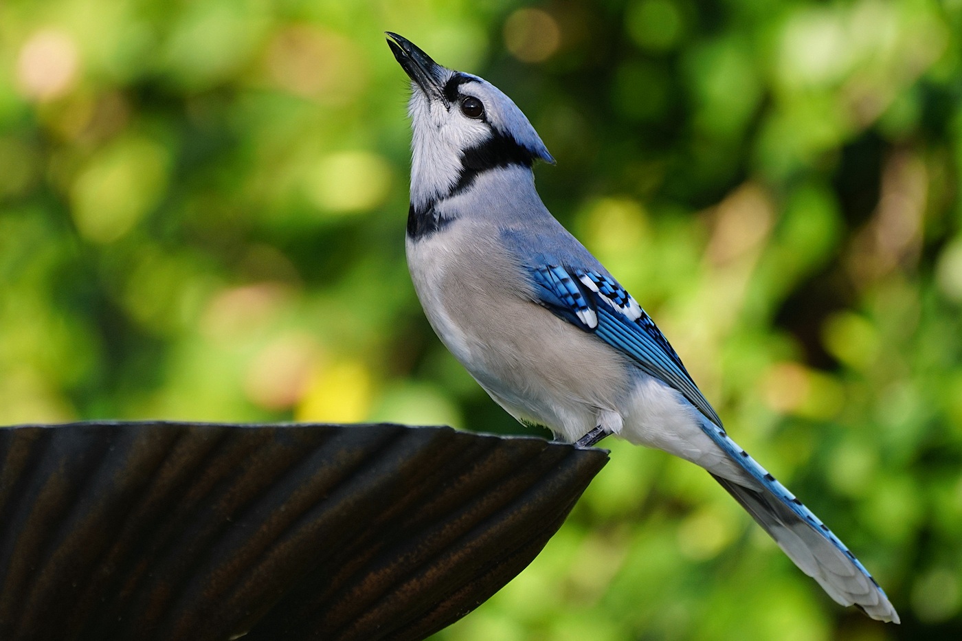 Blue jay drinking