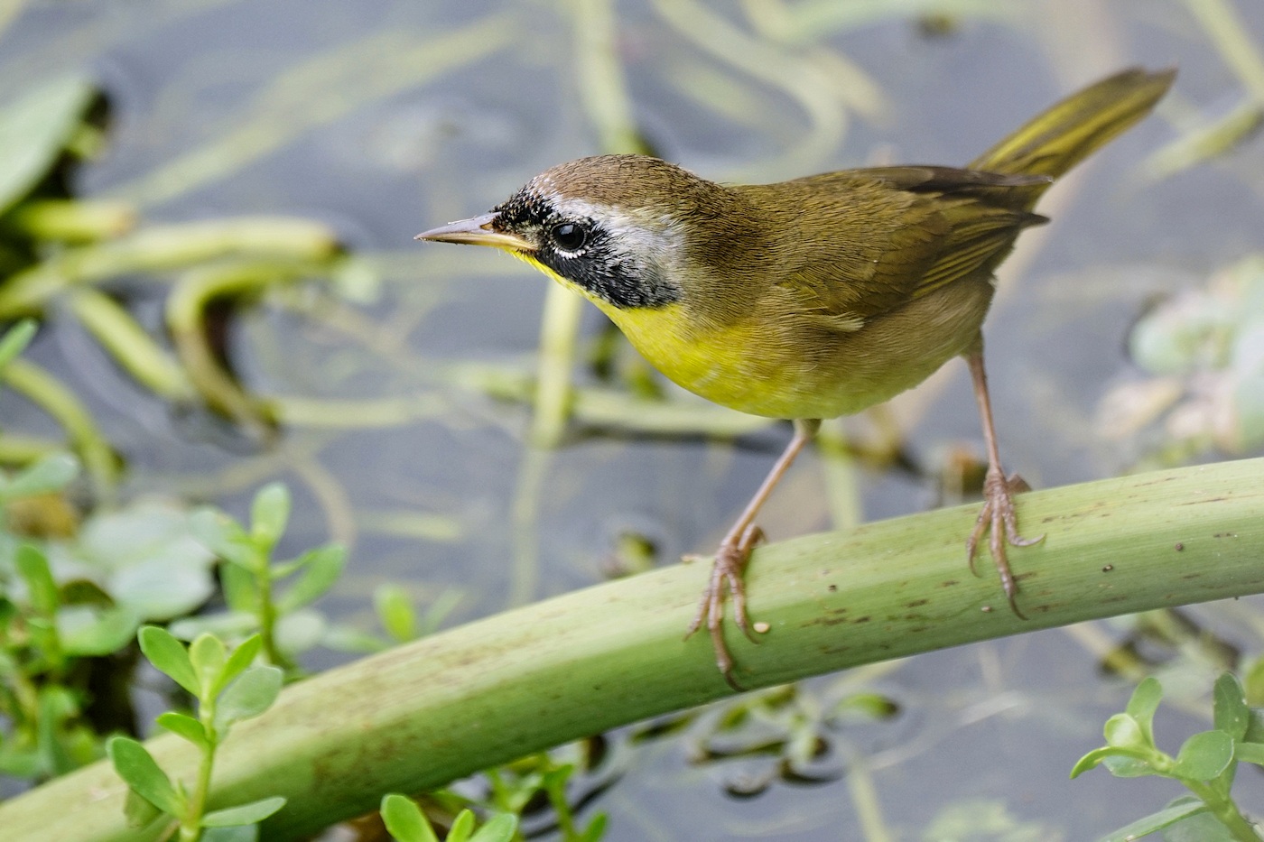 Male common yellowthroat
