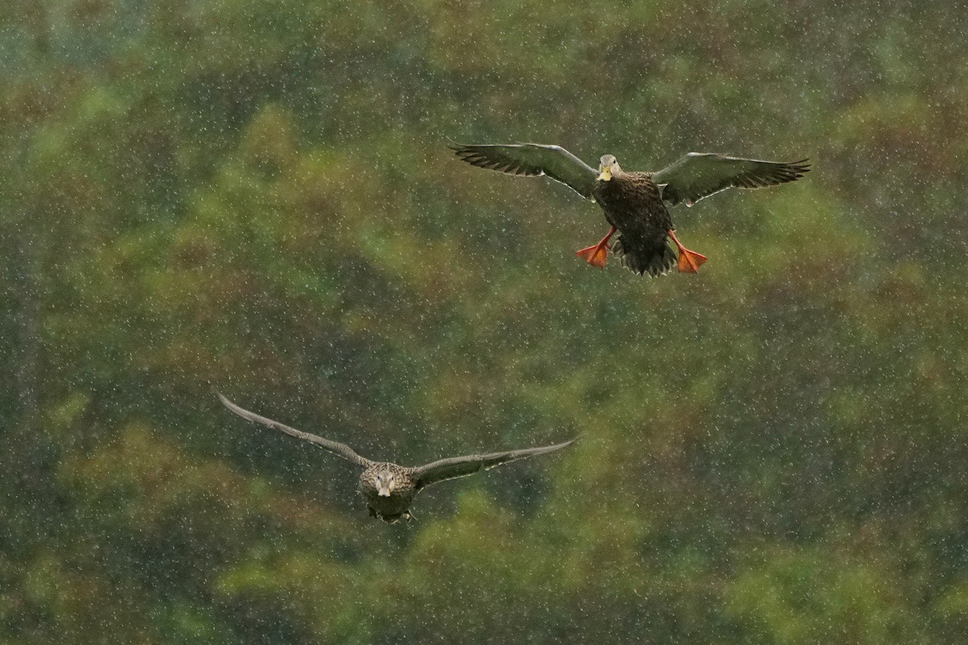 Mottled ducks flying in the rain