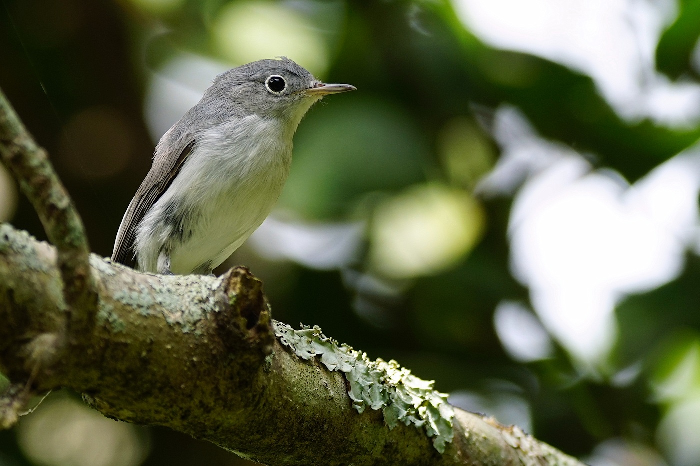 Blue-grey gnatcatcher
