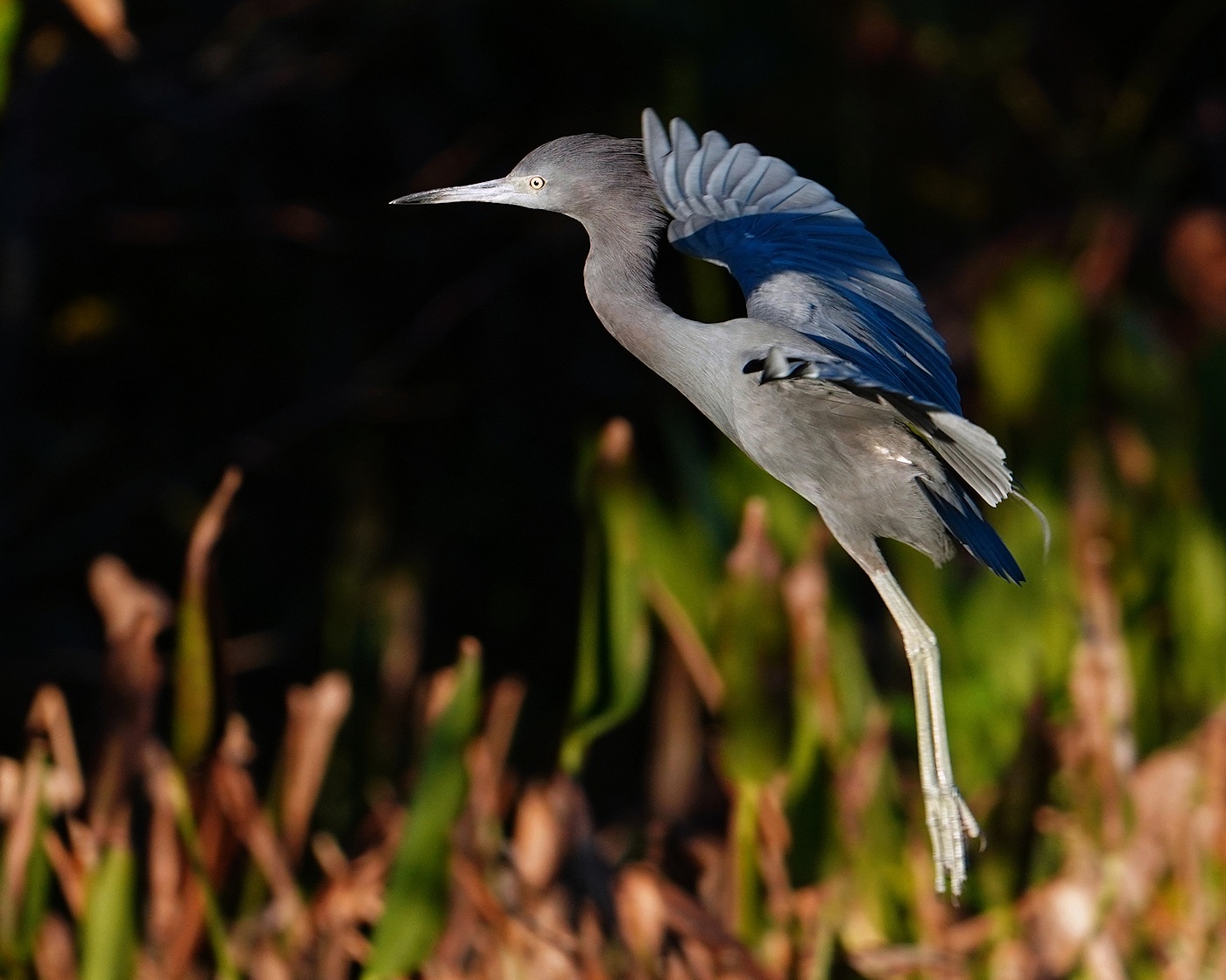 Little blue heron about to land