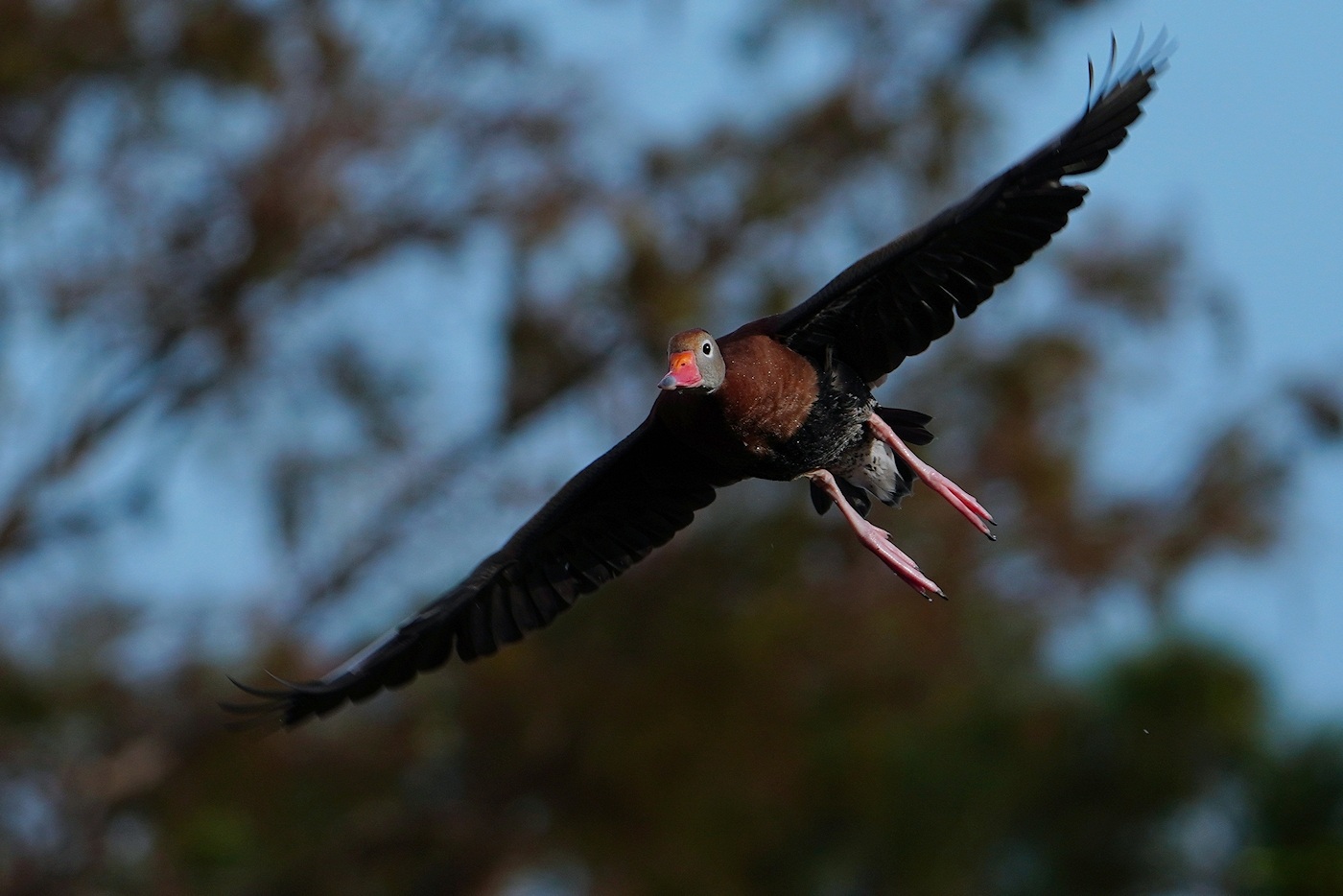 Black-bellied whistling duck flying this way