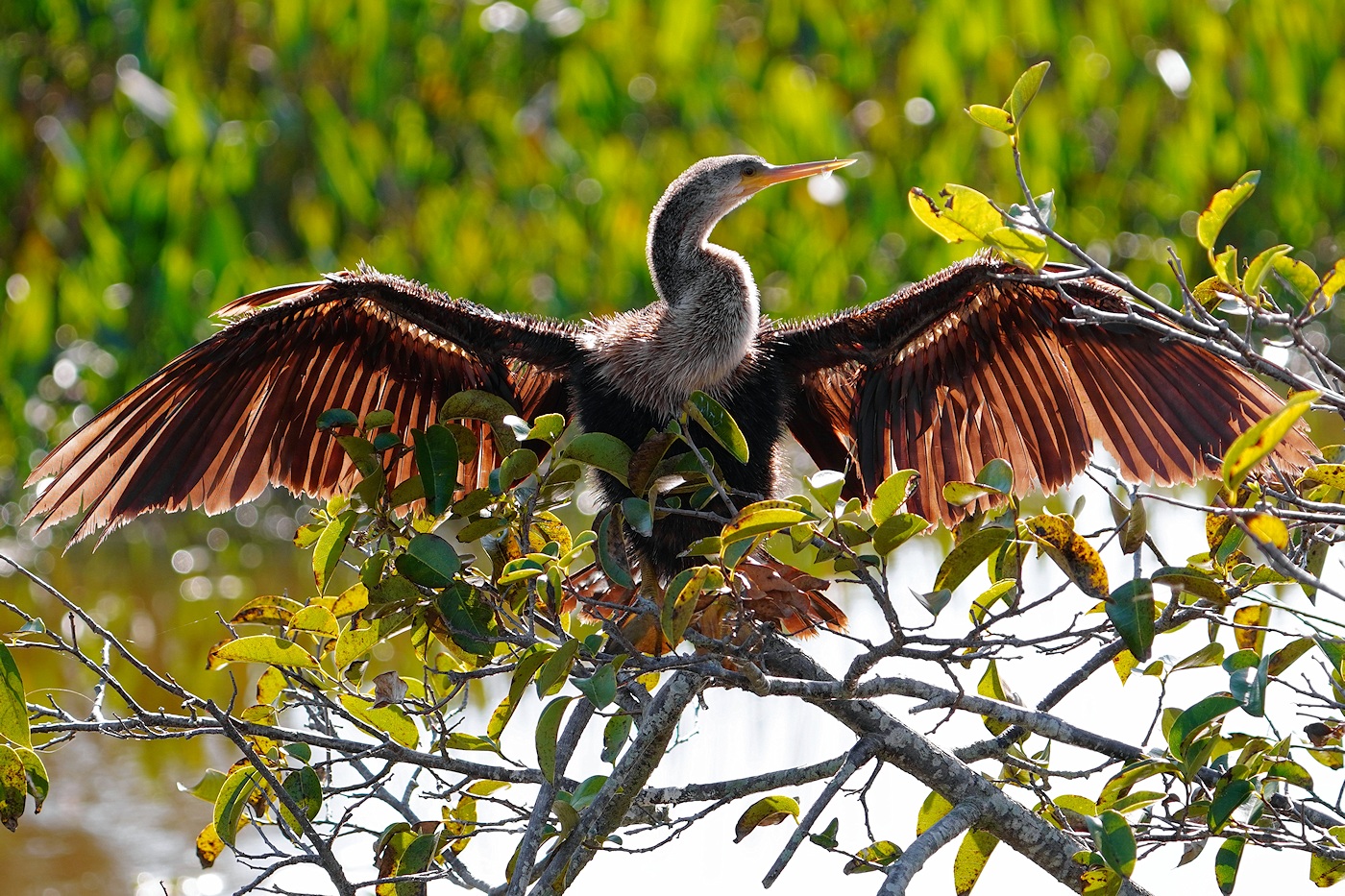 Female anhinga drying off, backlit