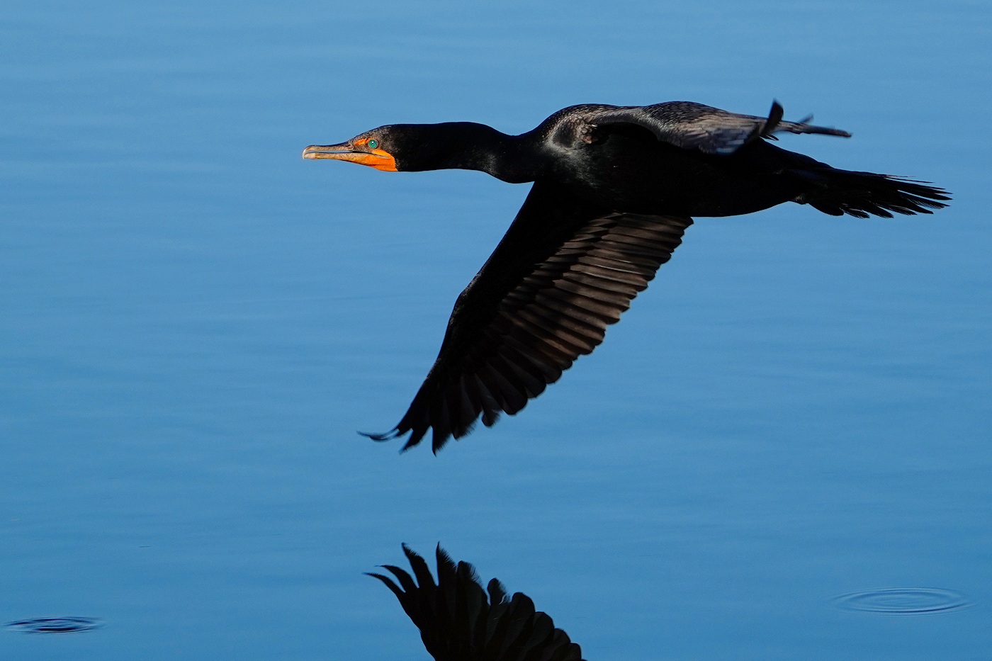 Cormorant low over the water