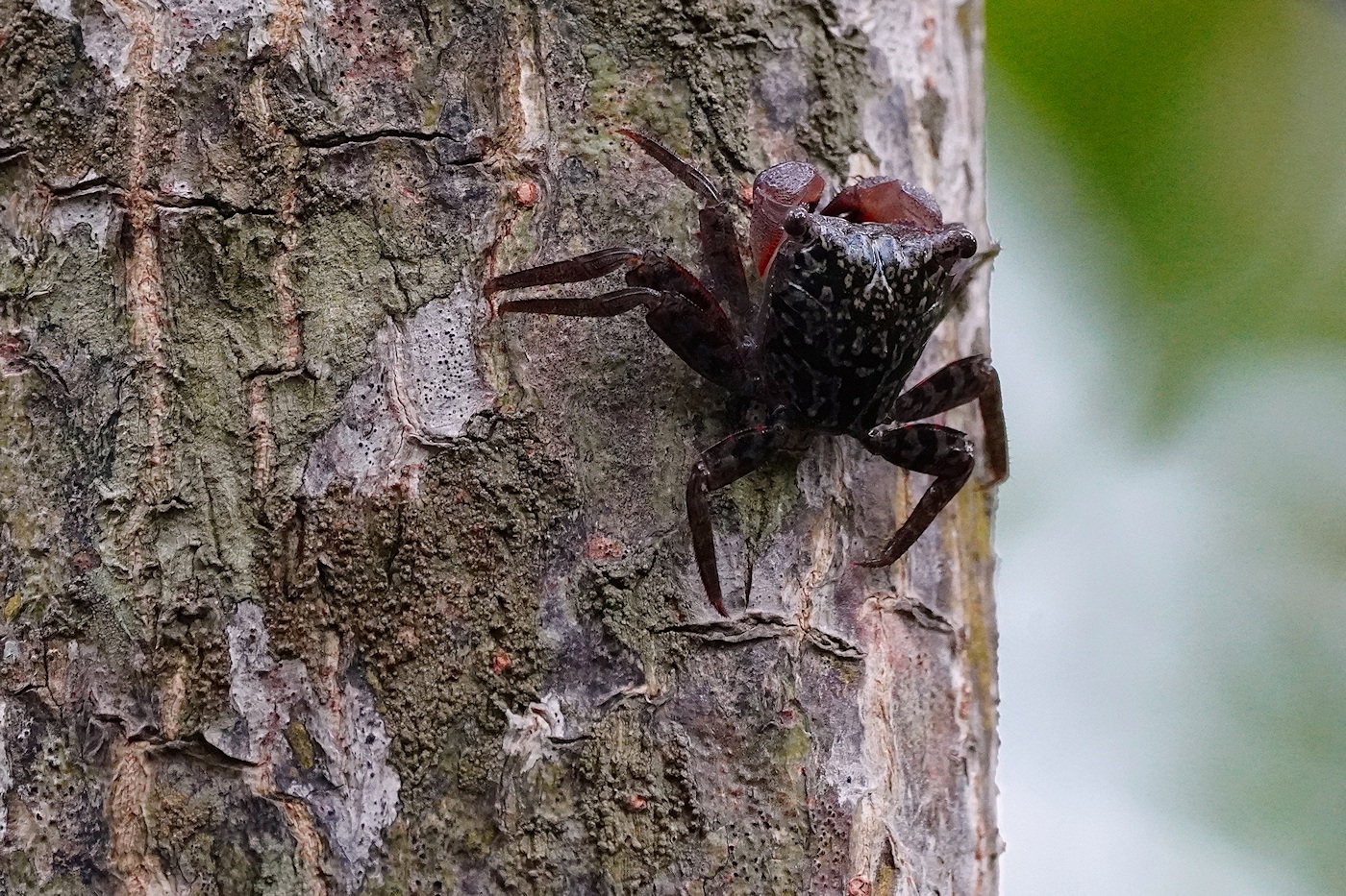 Mangrove crab