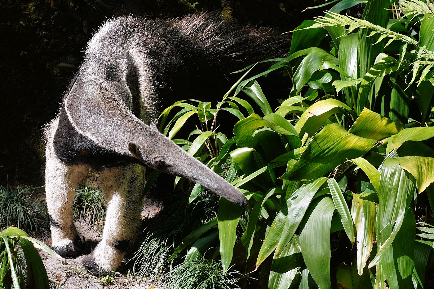 Giant anteater