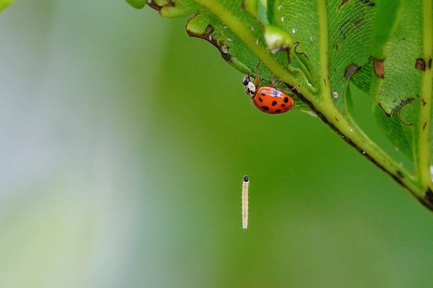 Ladybug and caterpillar